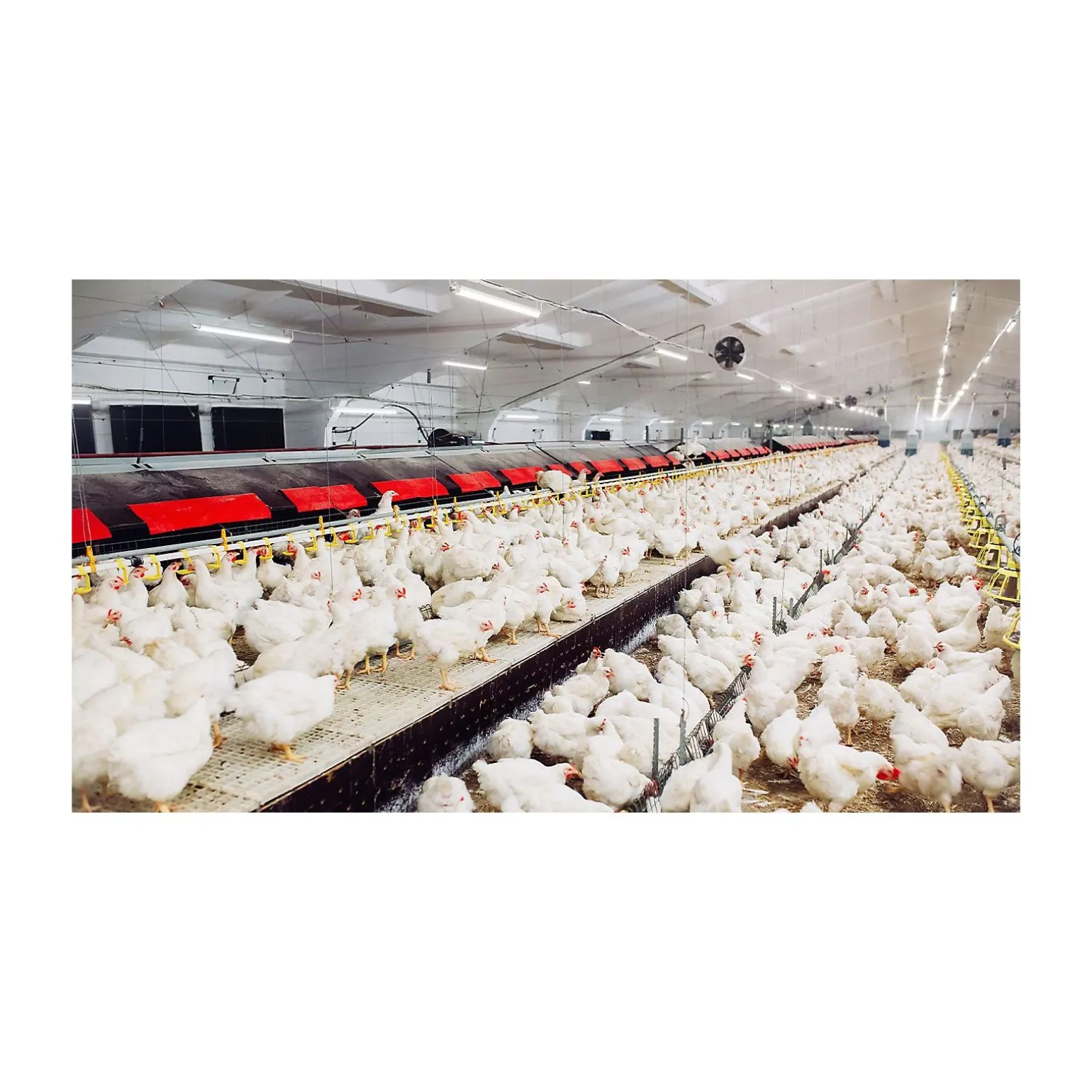 Philips LED Allmänbruksarmatur Vattentät CoreLine Tubular WT210C 28W 3900lm - 840 Kallvit | 150cm